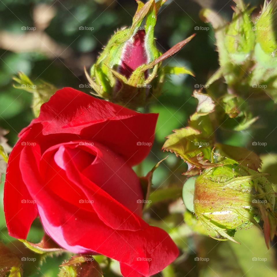 rose buds flowers