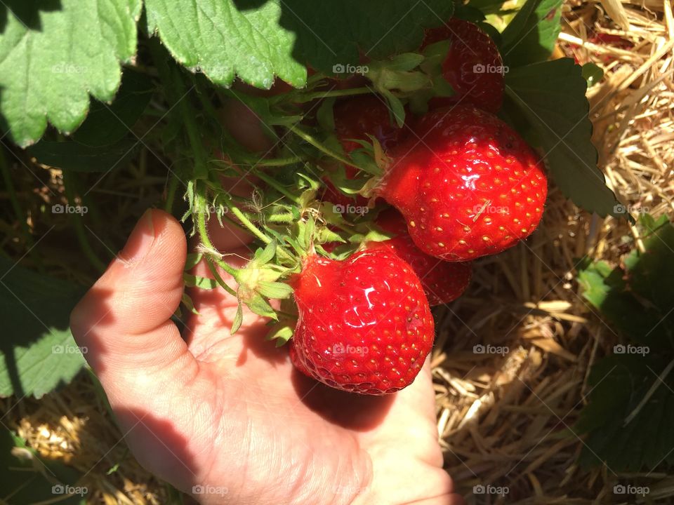 hands with strawberries