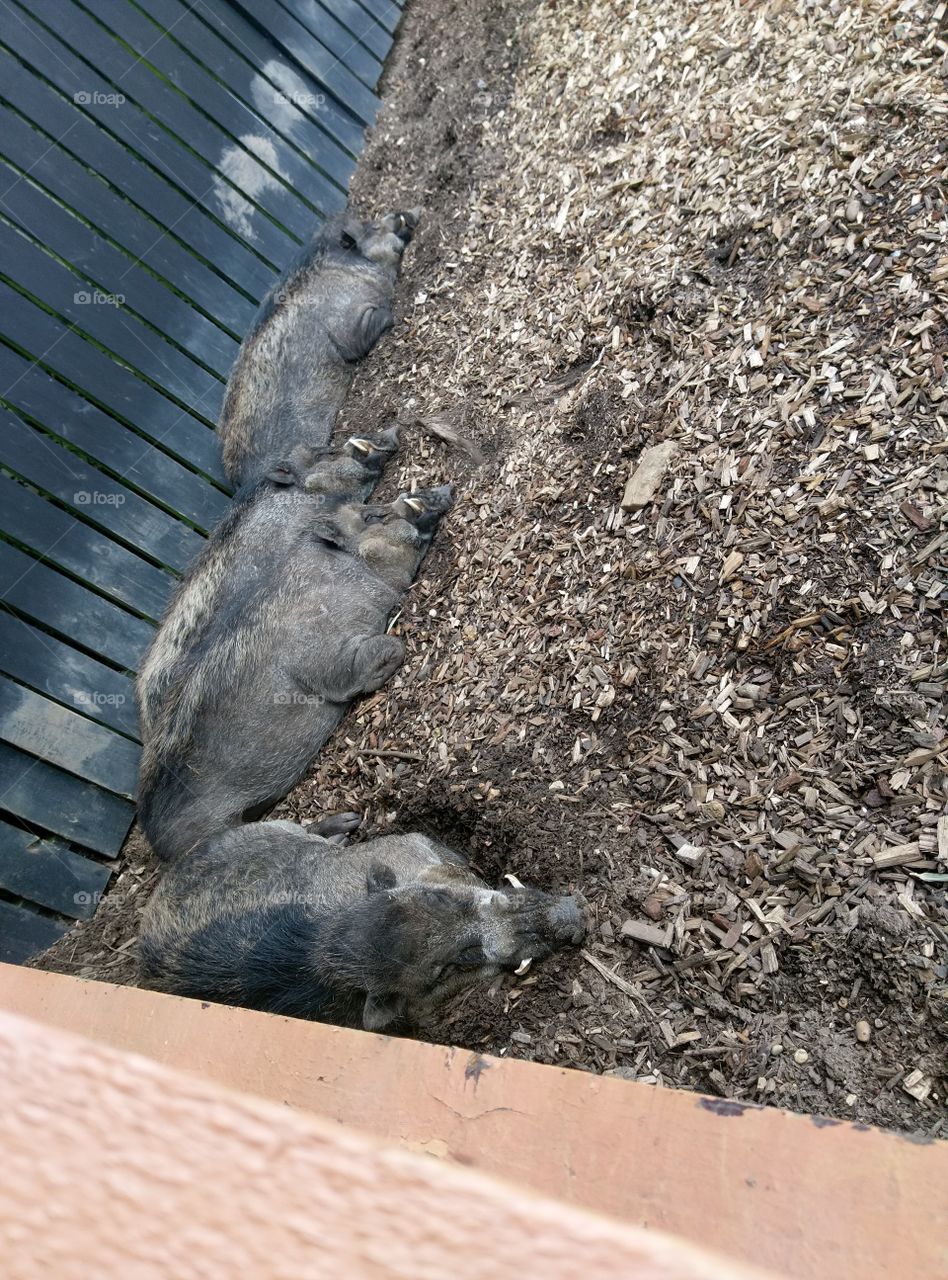 pigs