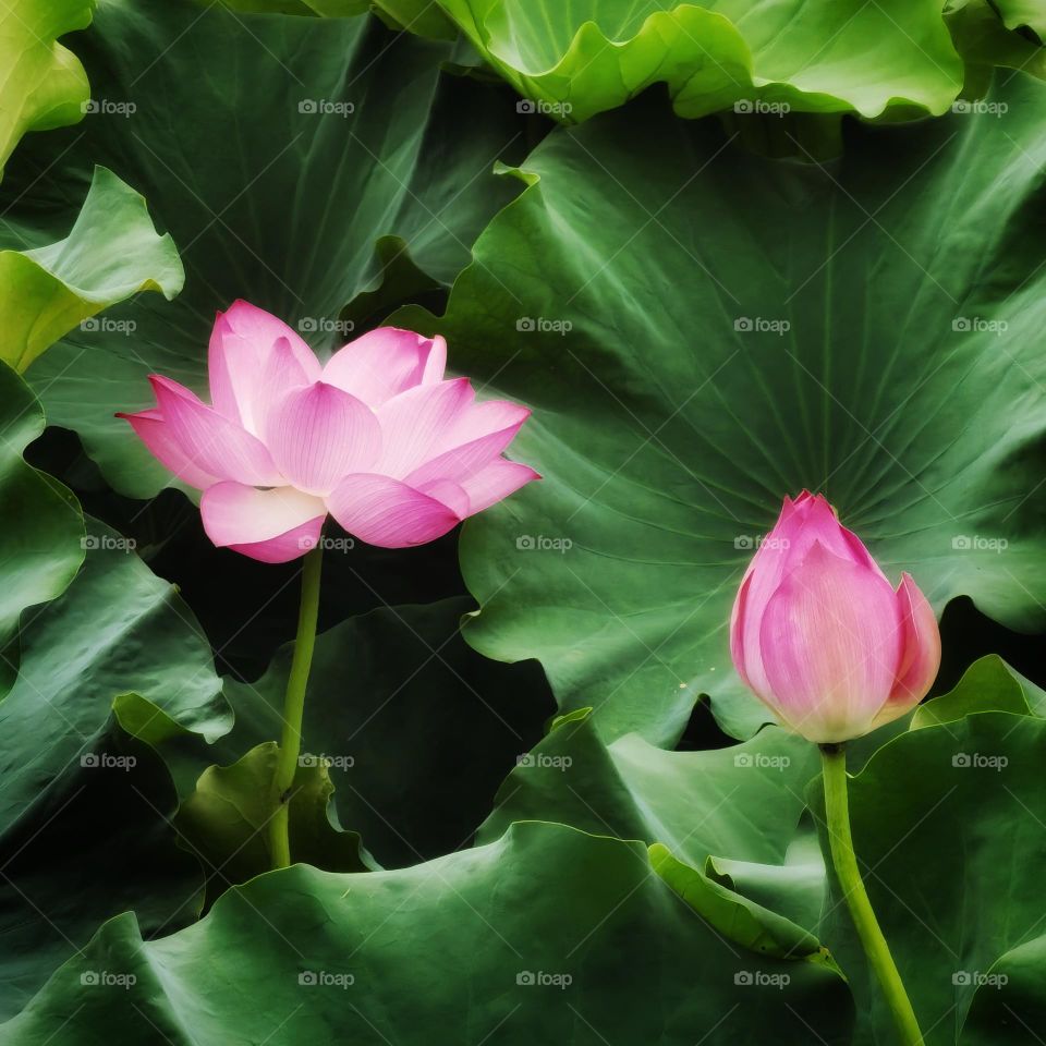 It is the lotus in full bloom, it is a good time for the world.I hope the day is clear, look up to meet all gentle.