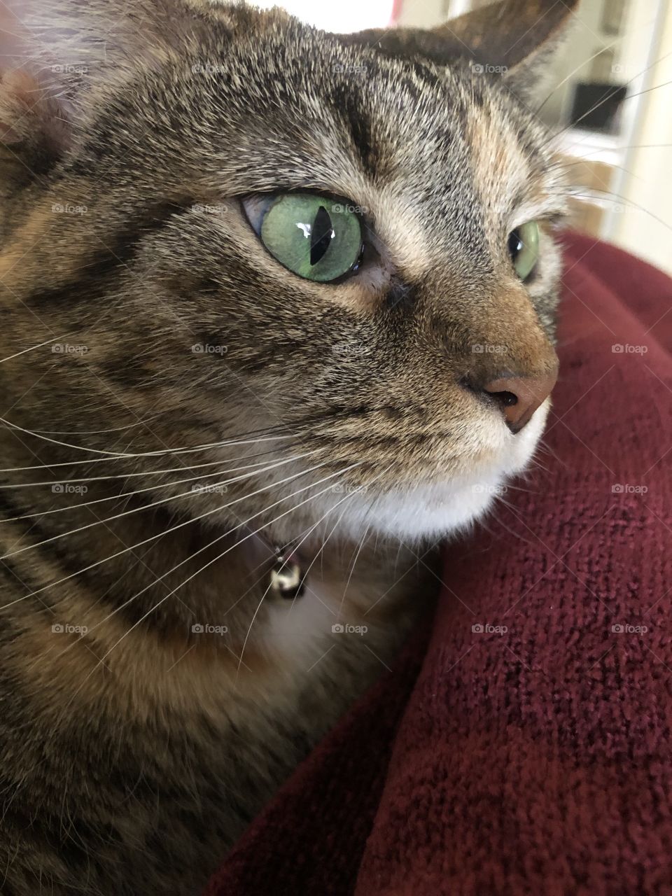 Green eyes alert tabby cat 