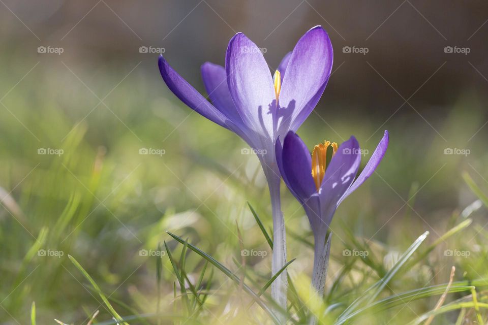 Sun shining on two purple crocus flowers growing in the grass at spring 