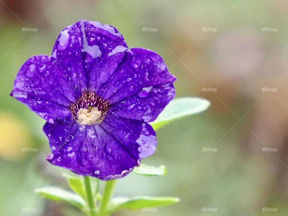 On the edge of the forest