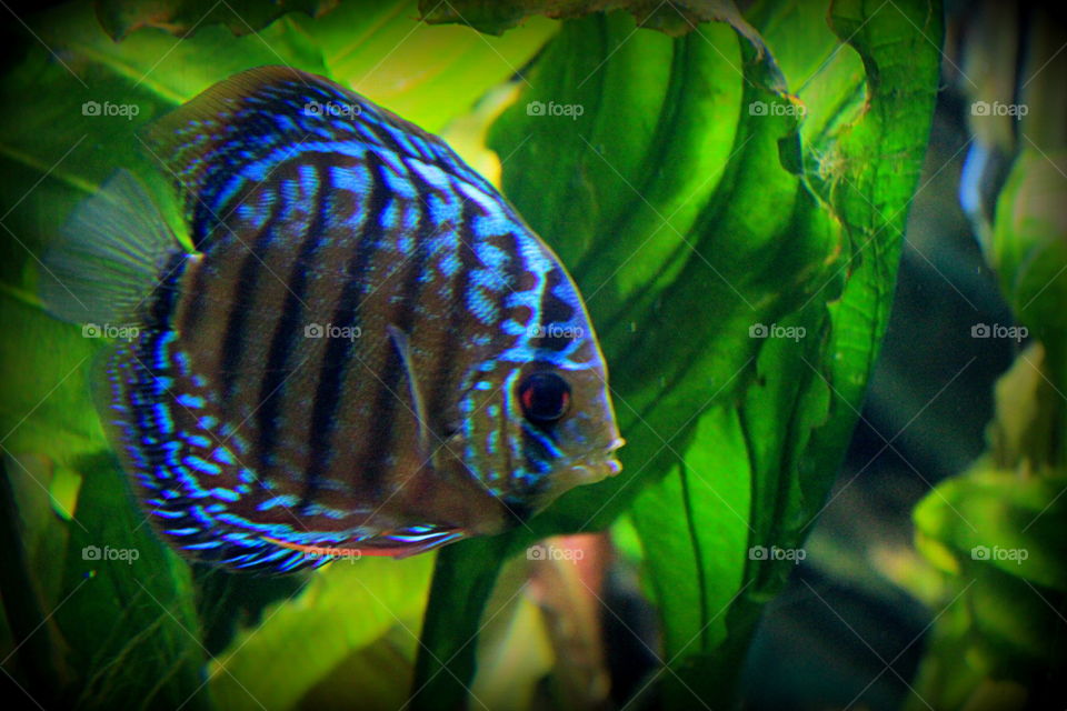 A pretty blue fish among green plants.