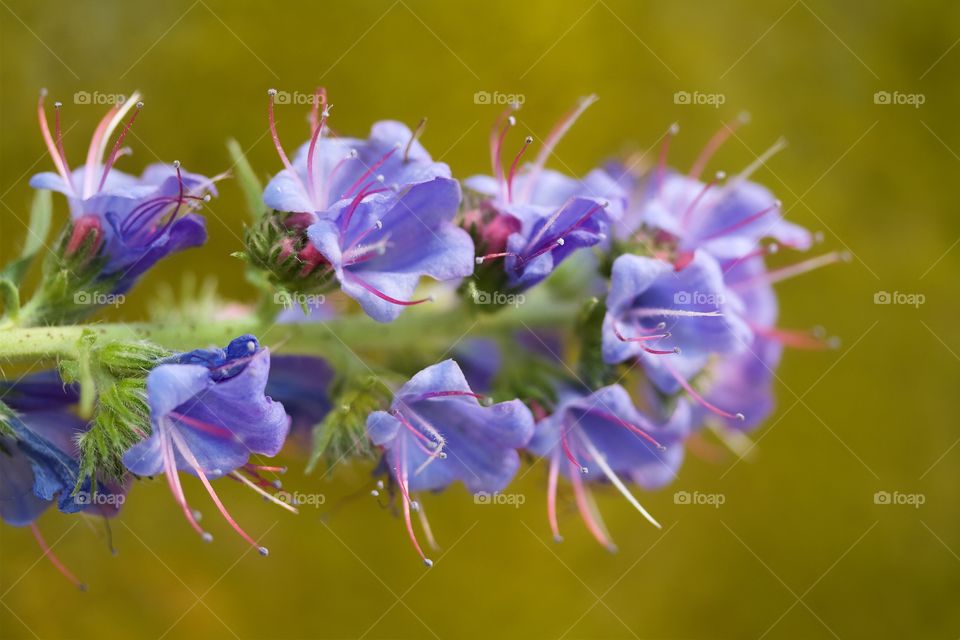 Purple flower blooming at outdoors