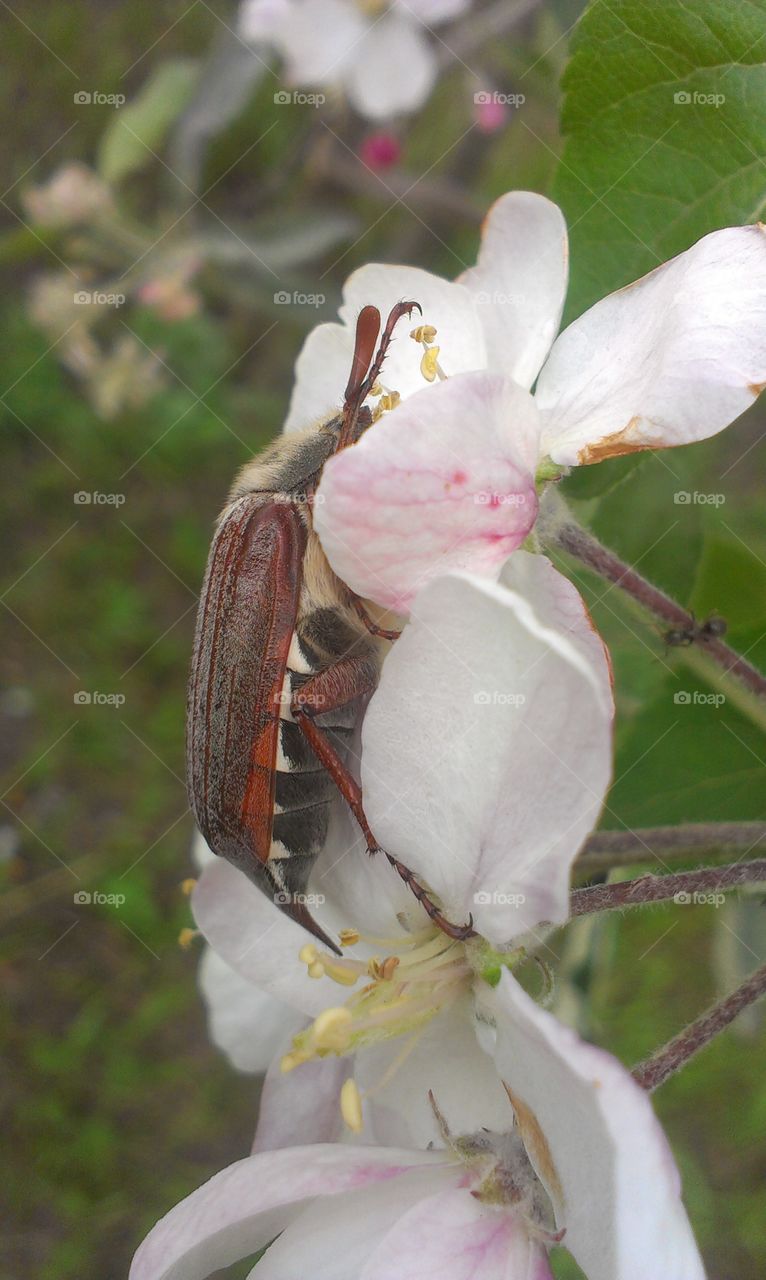 Flower, Nature, Tree, Flora, Branch