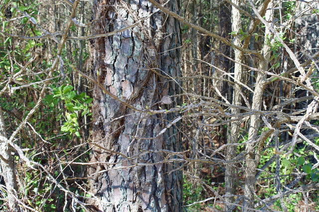 Overgrowth 
