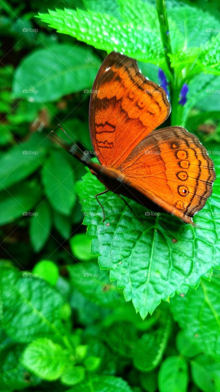 Beautiful orange butterfly perched on a leaf