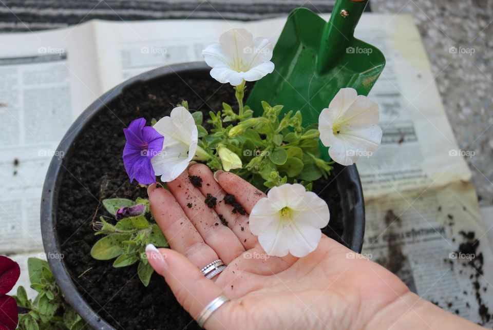 Planting flowers