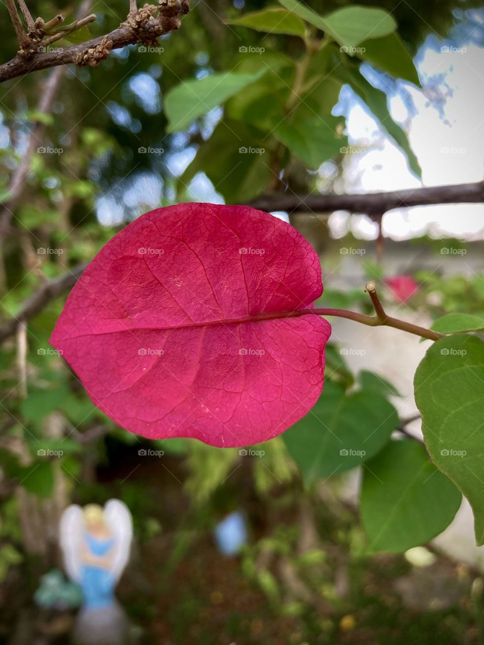 🌹 🇺🇸 Very beautiful flowers to brighten our day.  Live nature and its beauty. Did you like the delicate petals? / 🇧🇷 Flores muito bonitas para alegrar nosso dia. Viva a natureza e sua beleza. Gostaram das pétalas delicadas? 