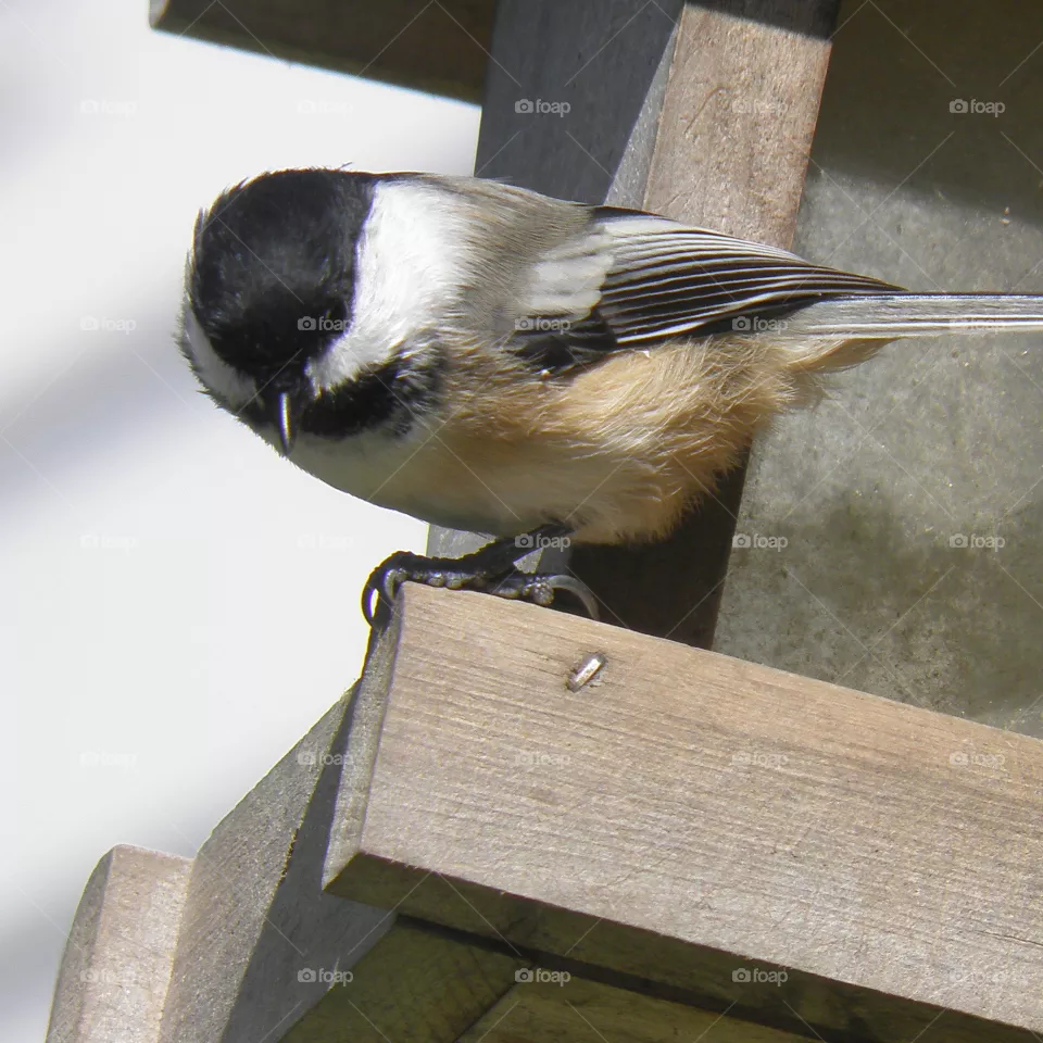 Chickadee