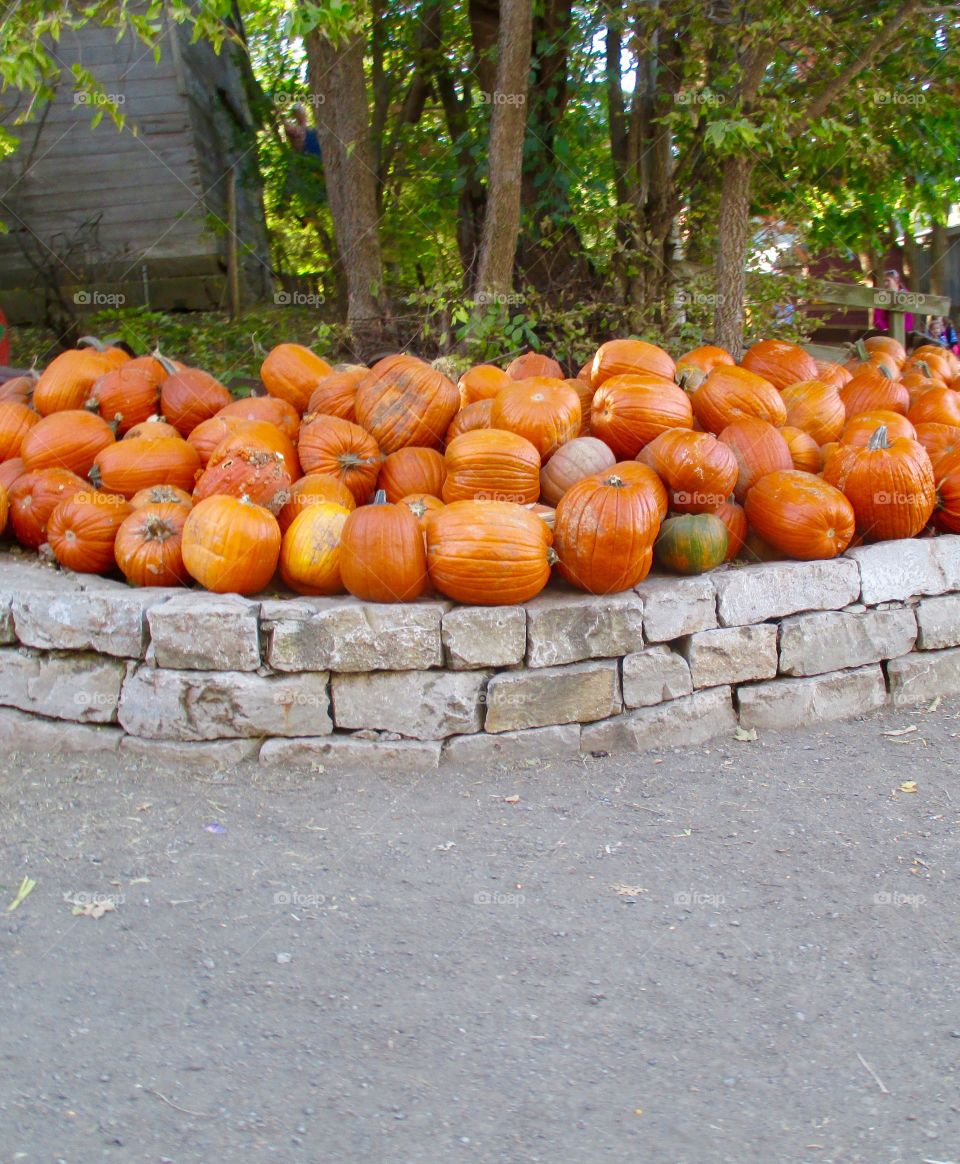 Loads of pumpkins