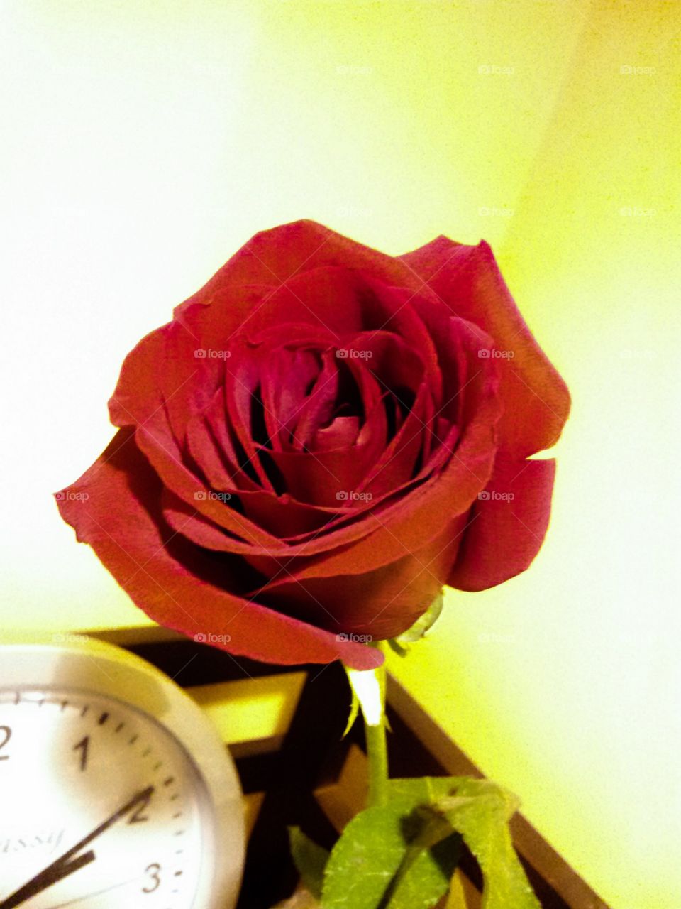 First love first rose