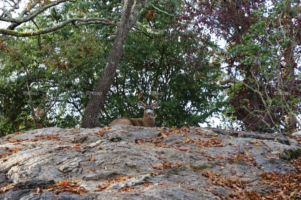 Deer laying under a tree with leaves fallen on the ground 