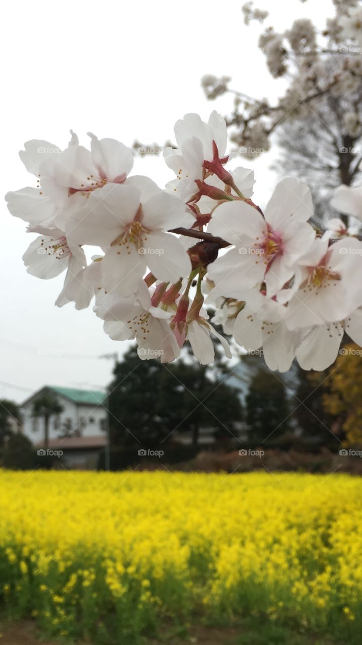 Flor sakura 