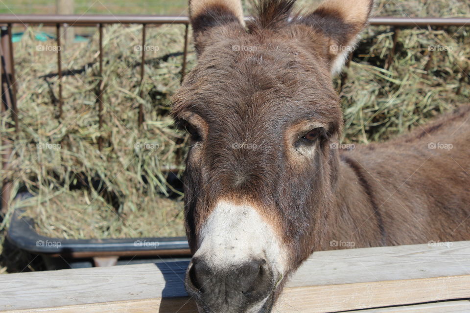 Donkey