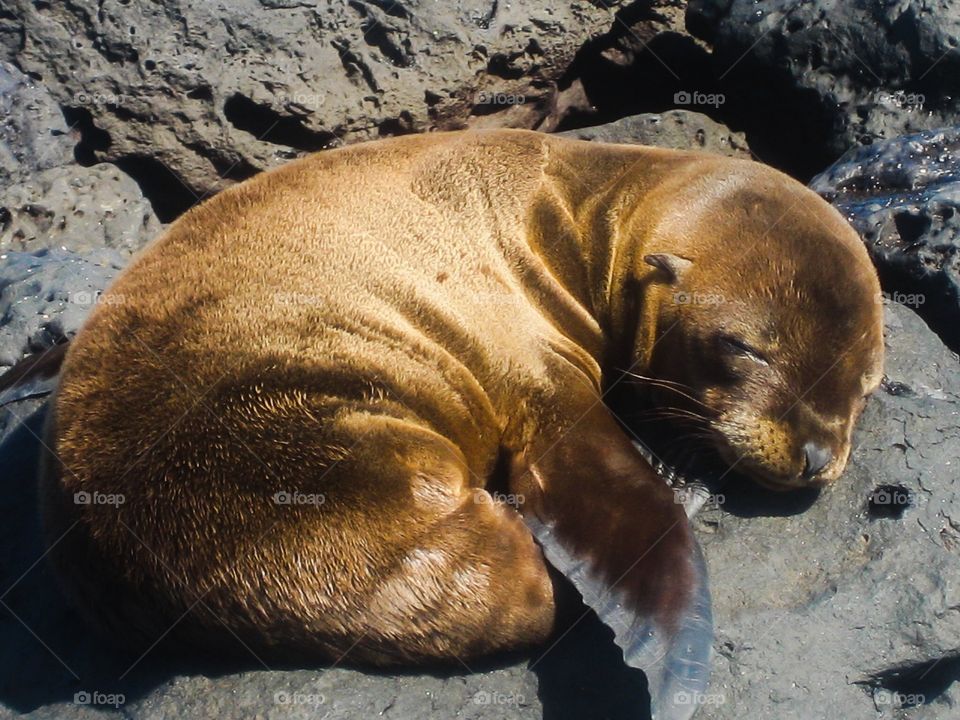 Baby Seal. Baby seal fast asleep