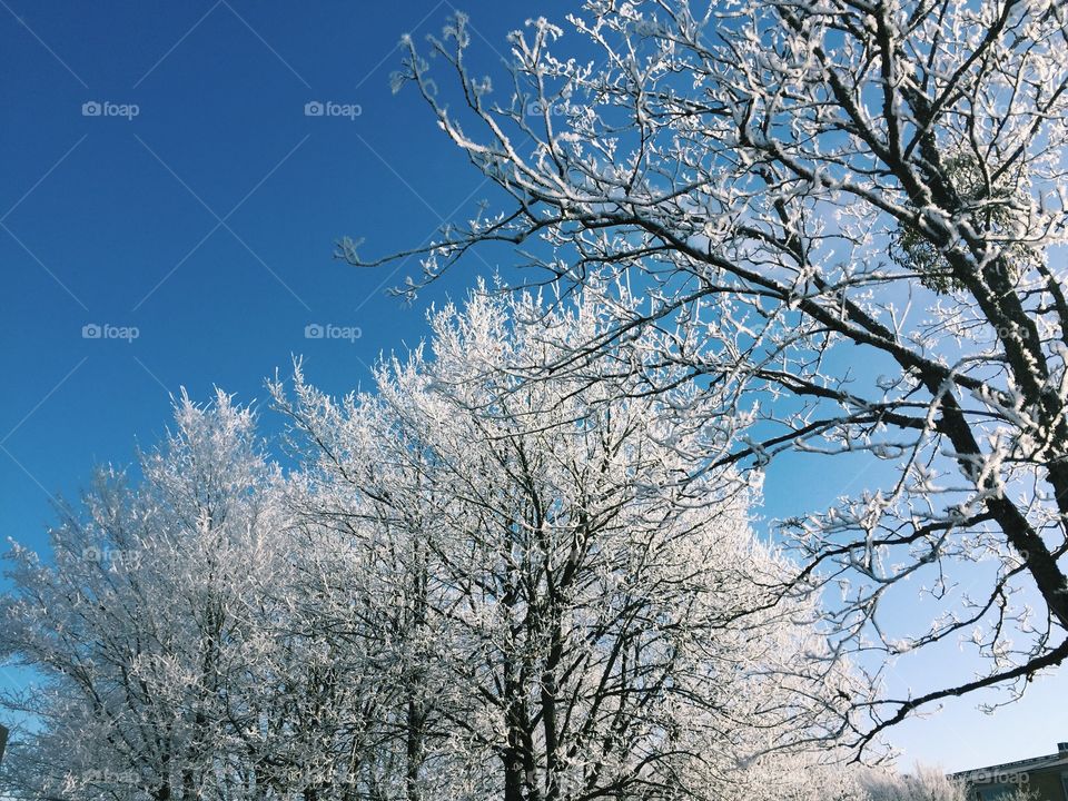 Low angle view of frozen tree branches