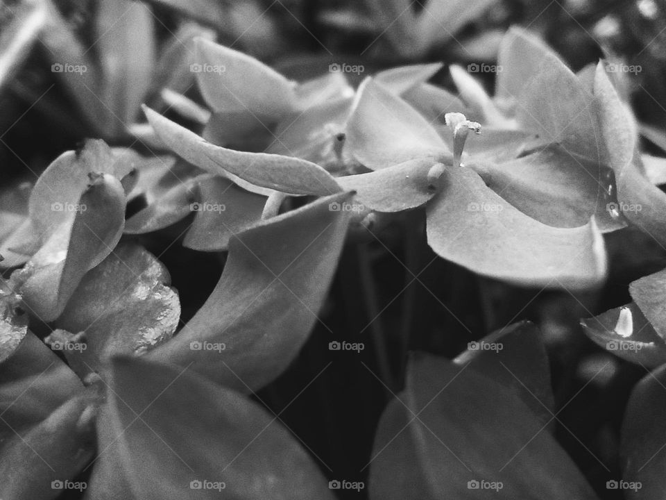 Flor a blanco y negro. Refleja calidez.