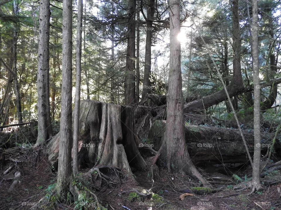 Forest