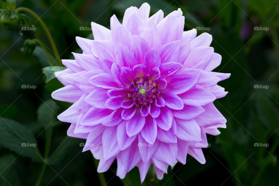 Closeup of one purple blooming dahlia flower in the garden 
