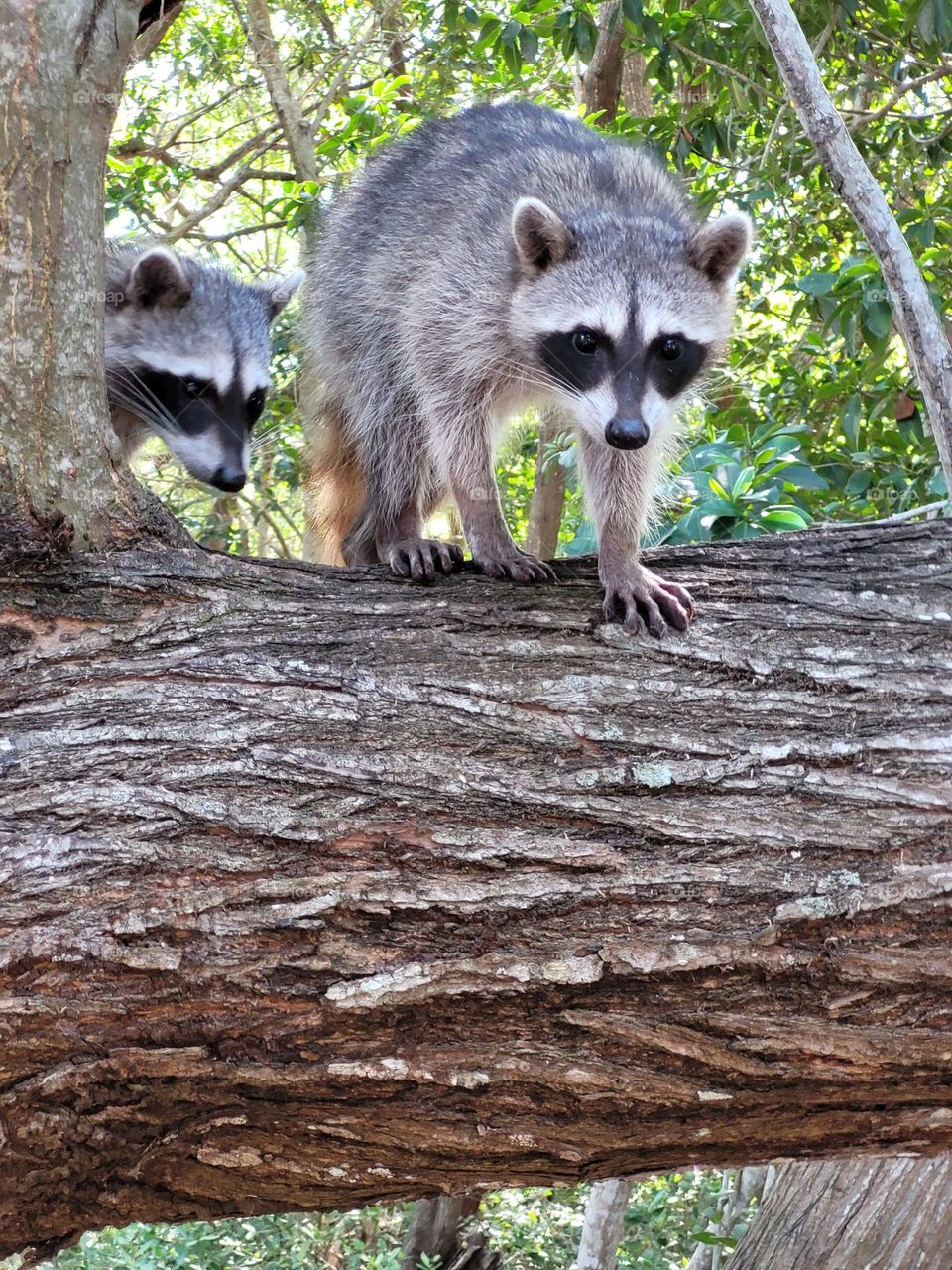 mapaches en el árbol