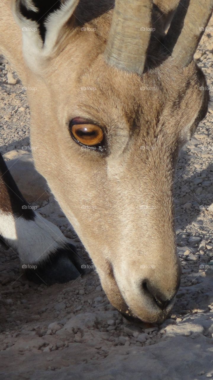 A Mountain Goat For Wallpaper