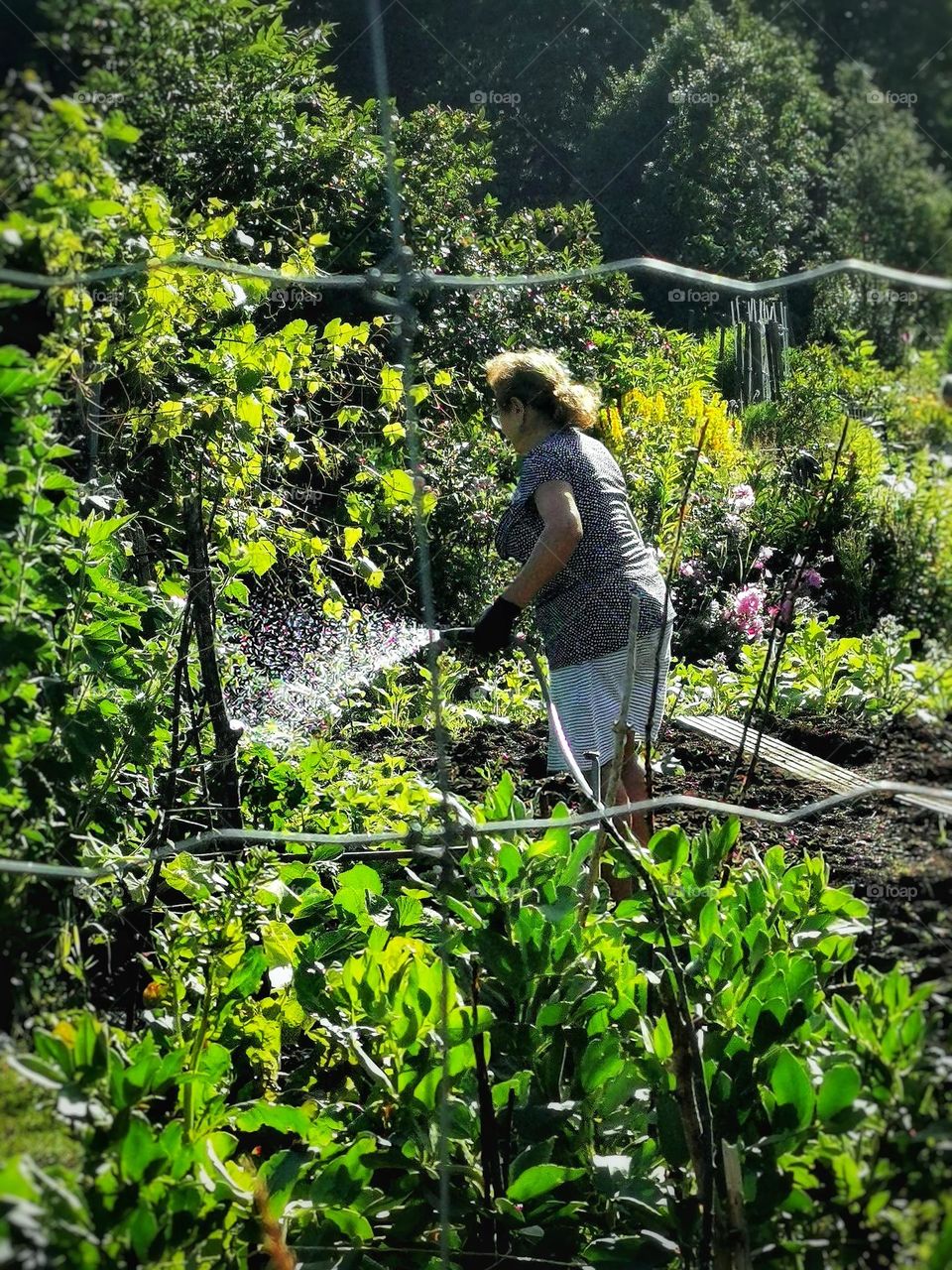 Woman in the allotment garden