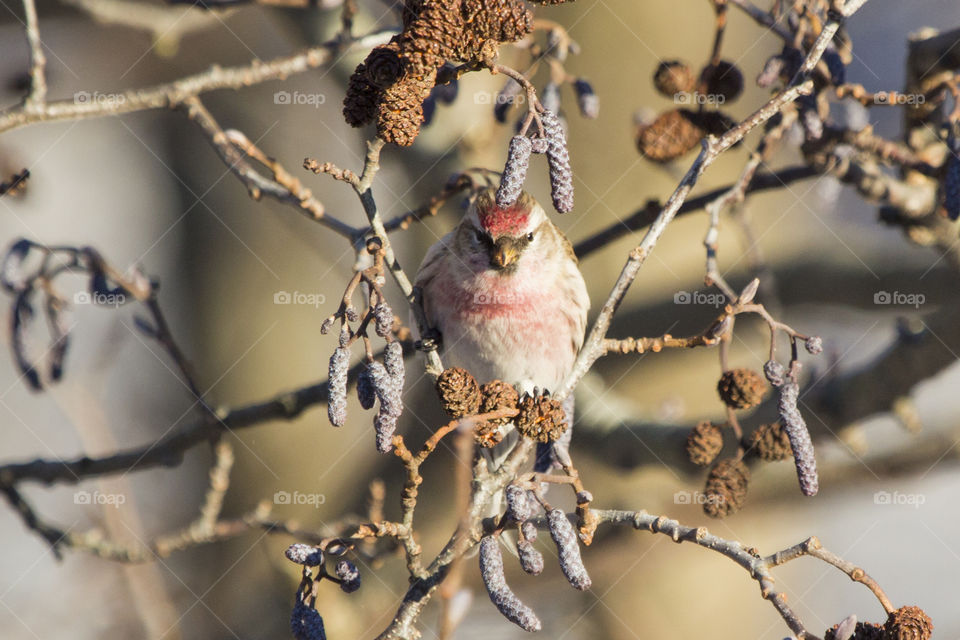 Small red brown bird on branch eating alder catkins - redpoll- gråsiska