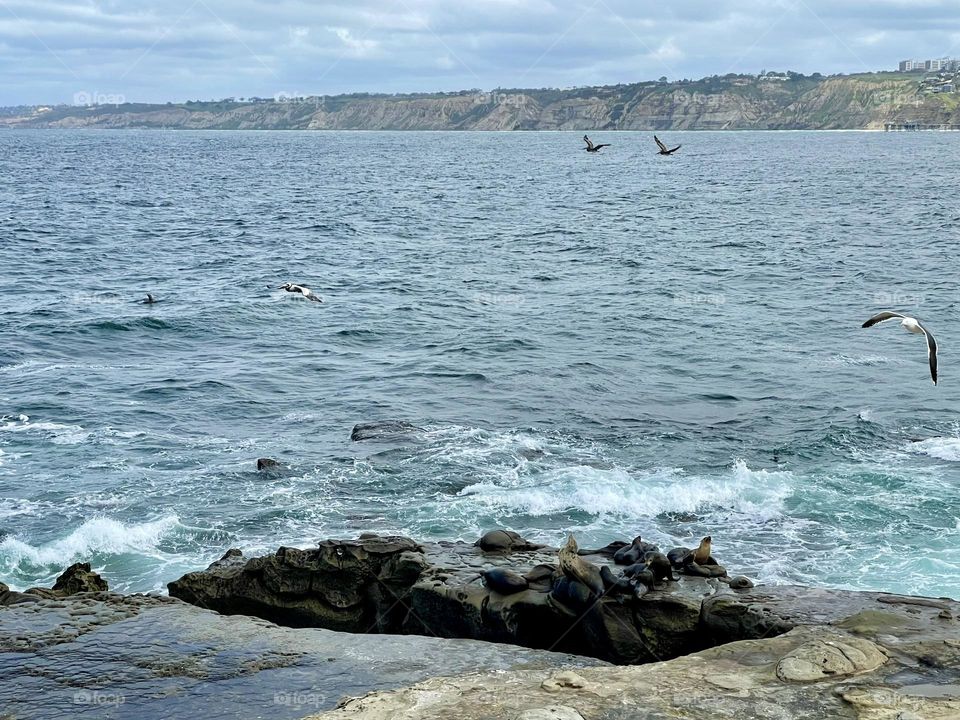 Sea Lion’s La Jolla