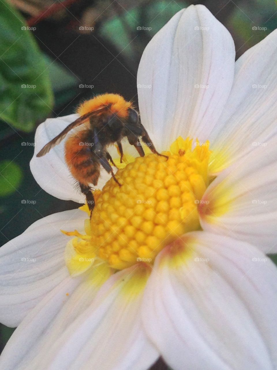 Near a big bee. Near a big bee