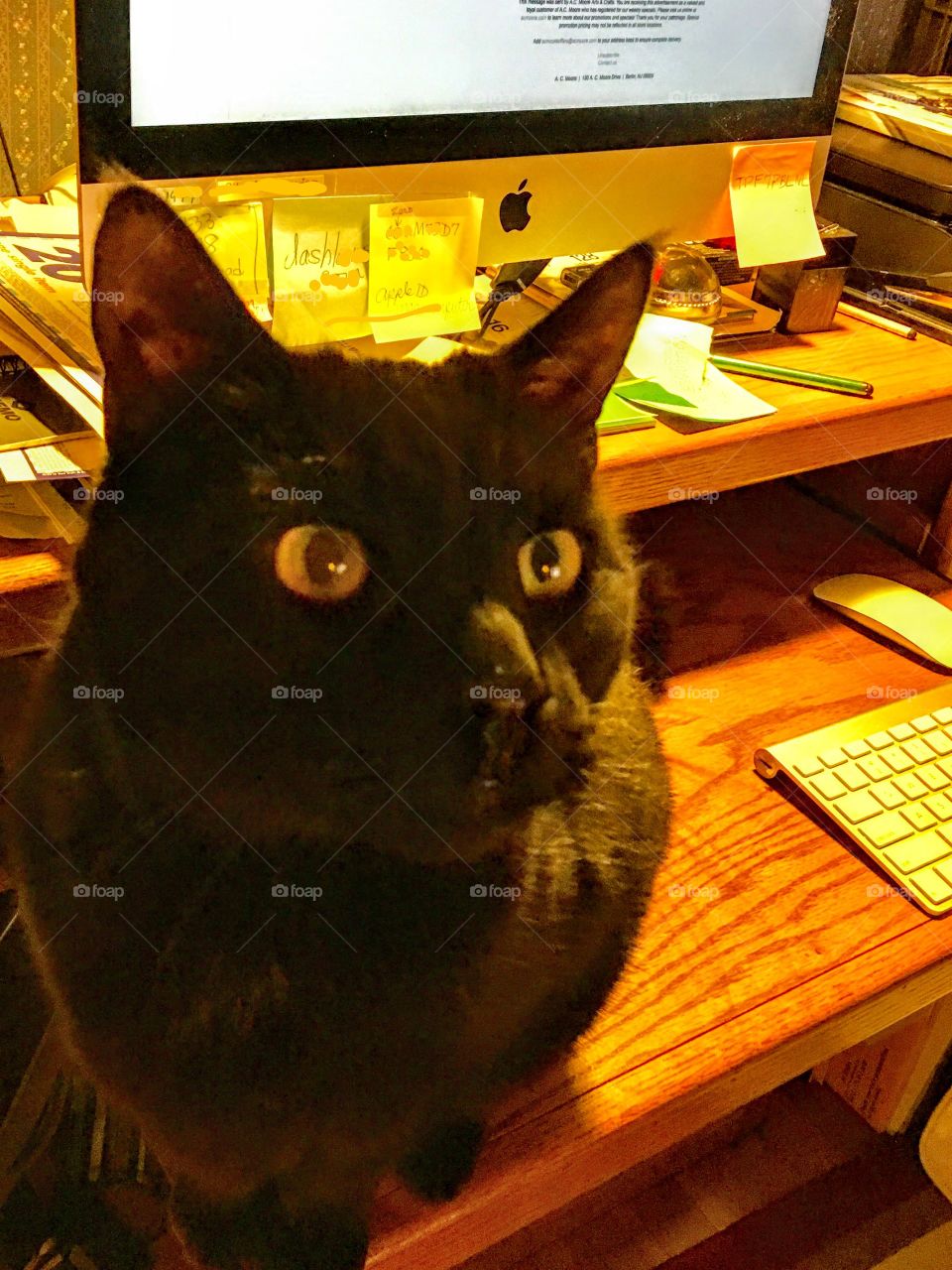 Working or trying to work from home. Apple desktop computer with keyboard to the side. Cat sitting on home working space!