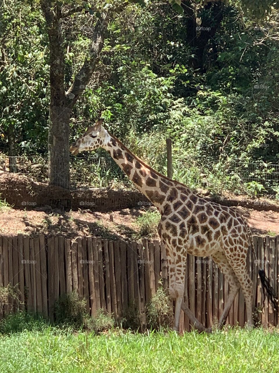 Girafa