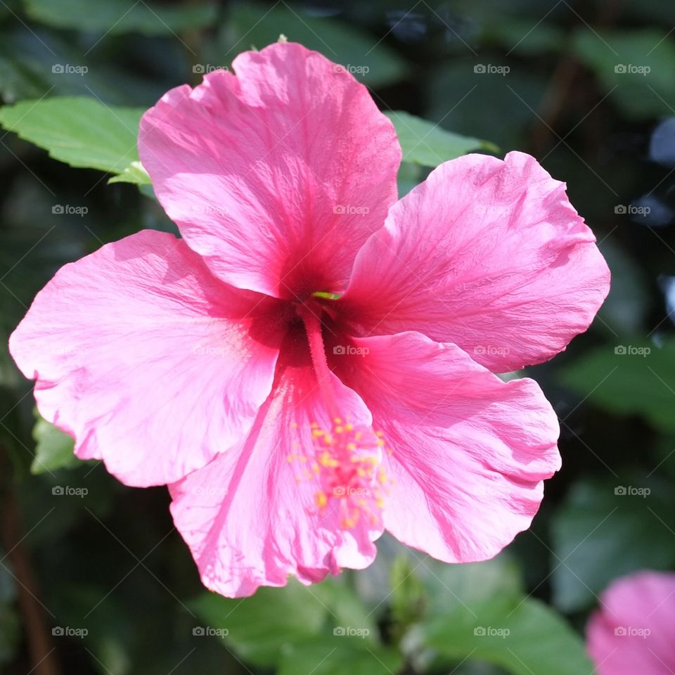 Pink hibiscus