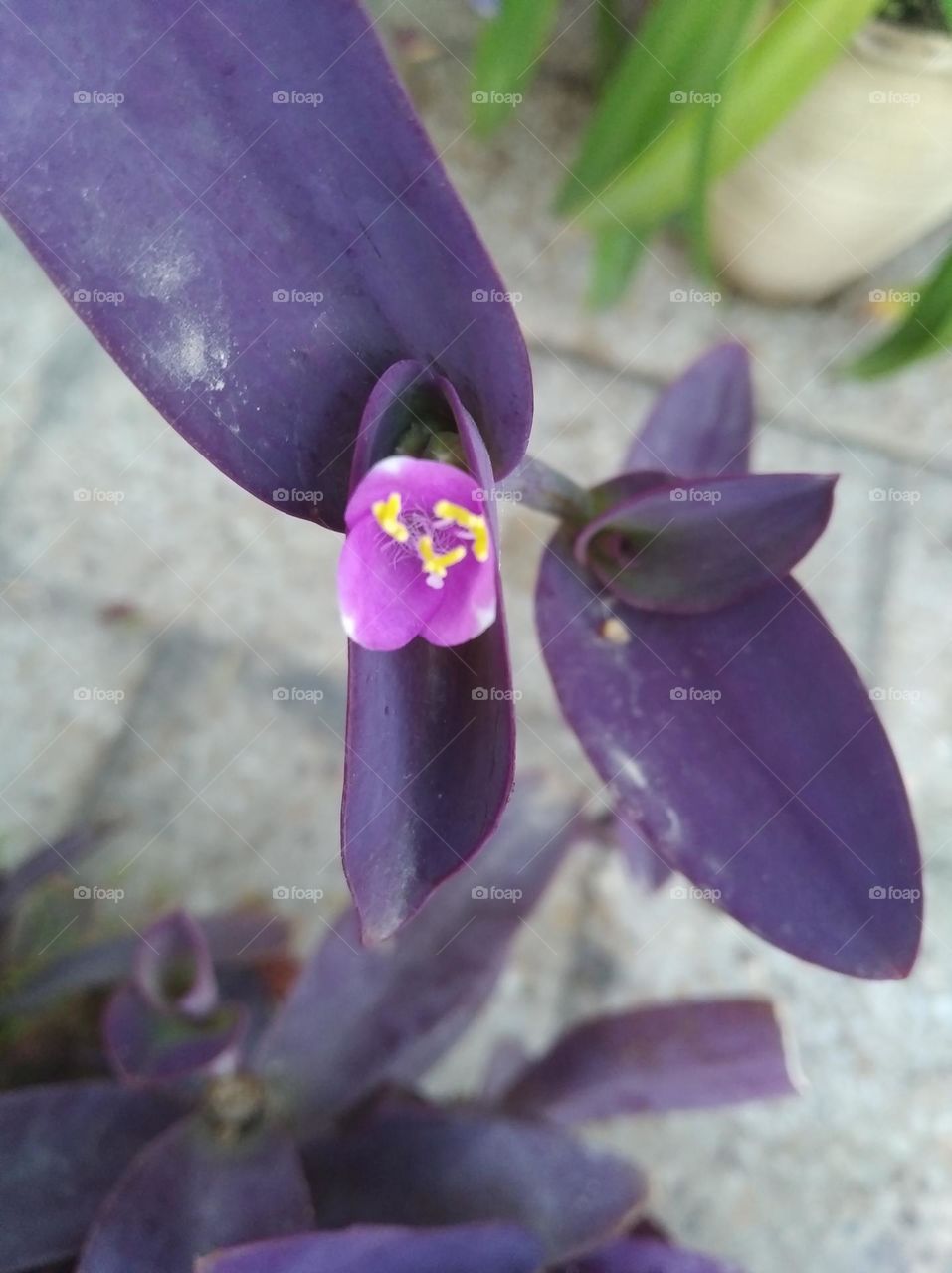 Lilly pink flower seasonal fresh shurb small size looks very beautiful generally found everywhere