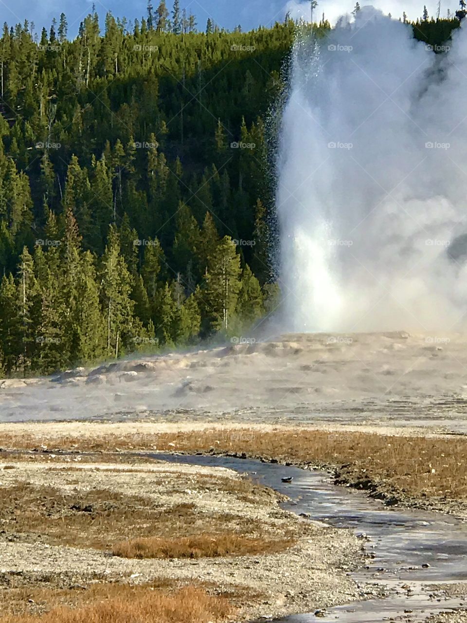 Geyser in Yellowstone 