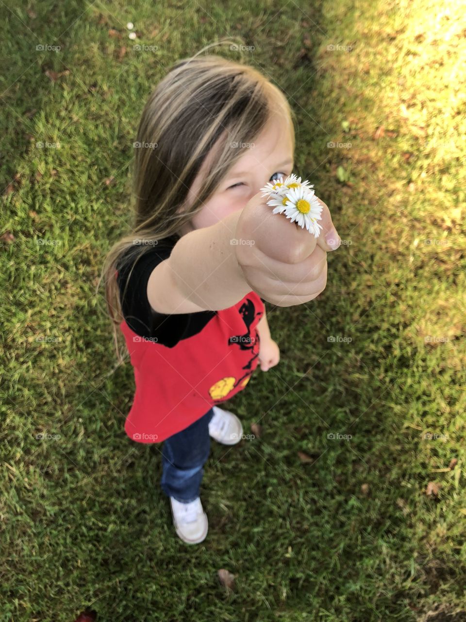 Little blue eyed girl with long blond hair stopping to show a handful of daisies