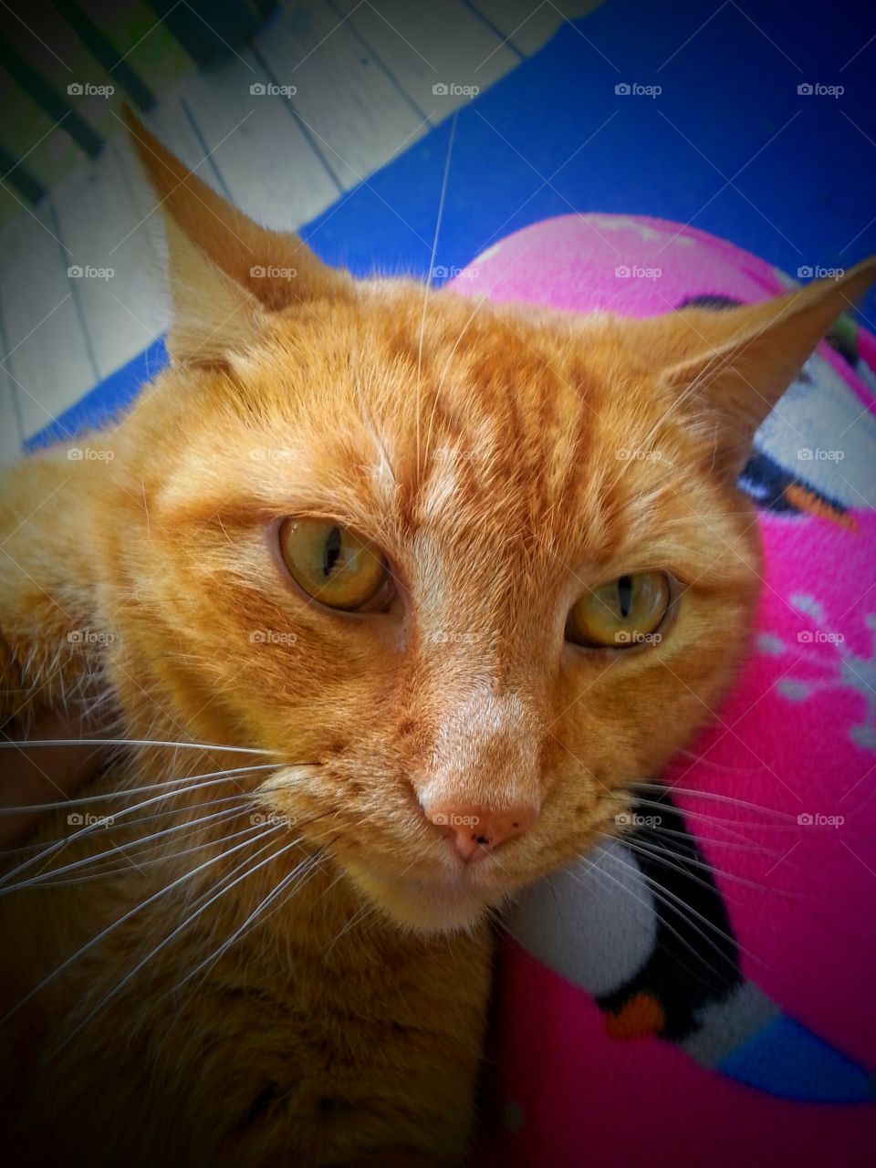 Orange Kitty Cat. Our orange kitty cat.