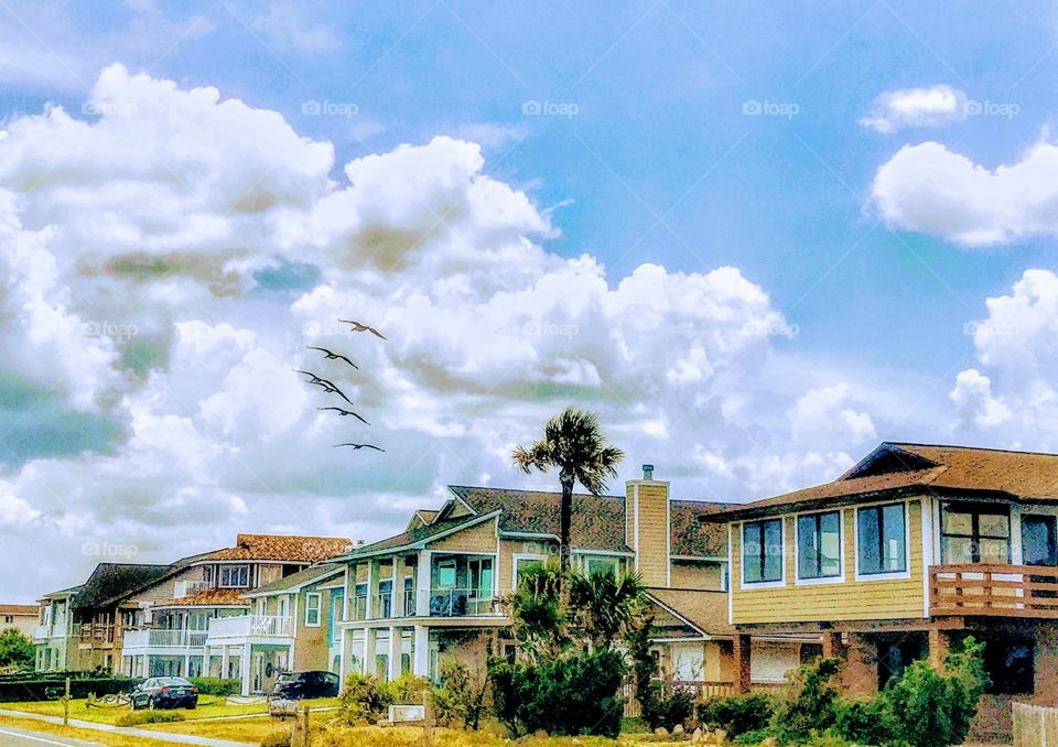 Pelicans soaring along coastal highway