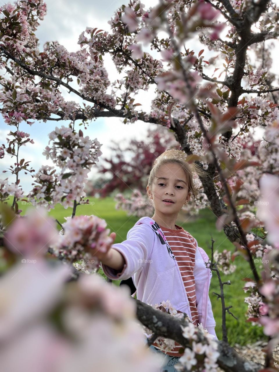 Trees in full bloom