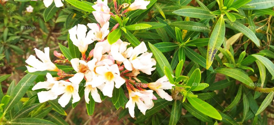 beautiful white flowers