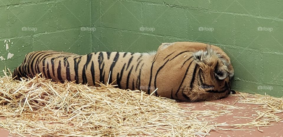 sleeping tiger hidden slobber
