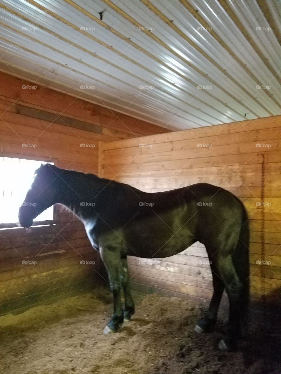 Percheron and Fresian Mix, Annie
