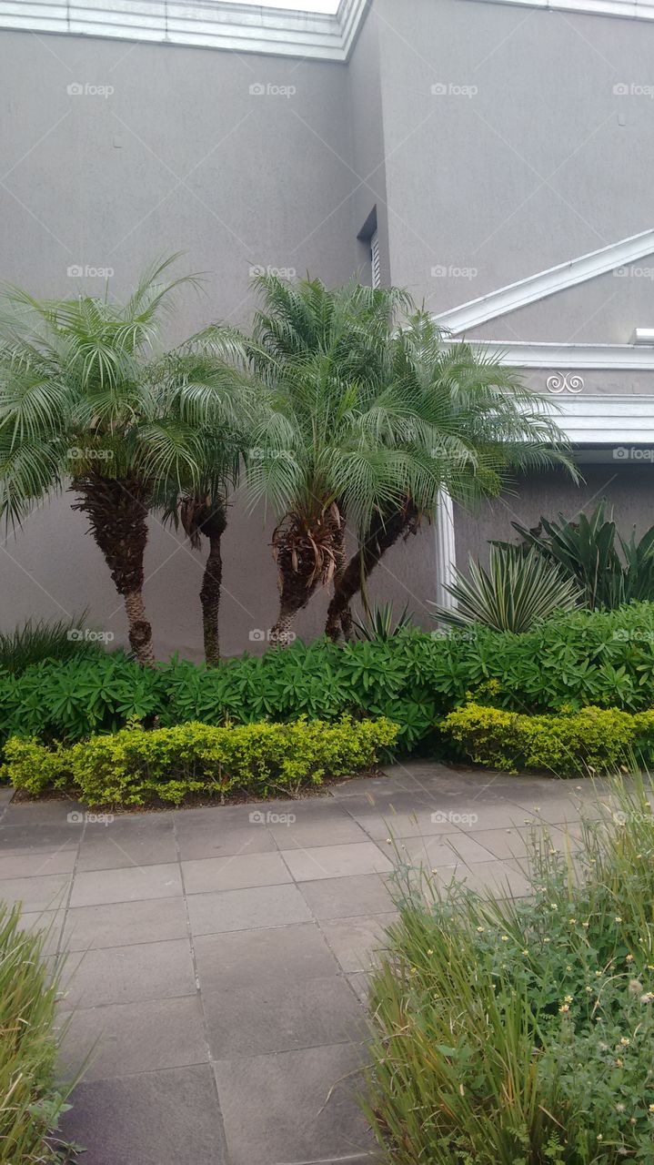 palmeira planta brasileira muito usada nos jardins