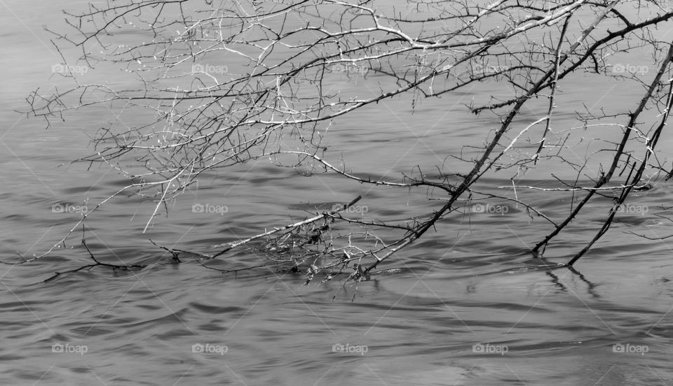 Black and white of moving water beneath overhanging branches on river