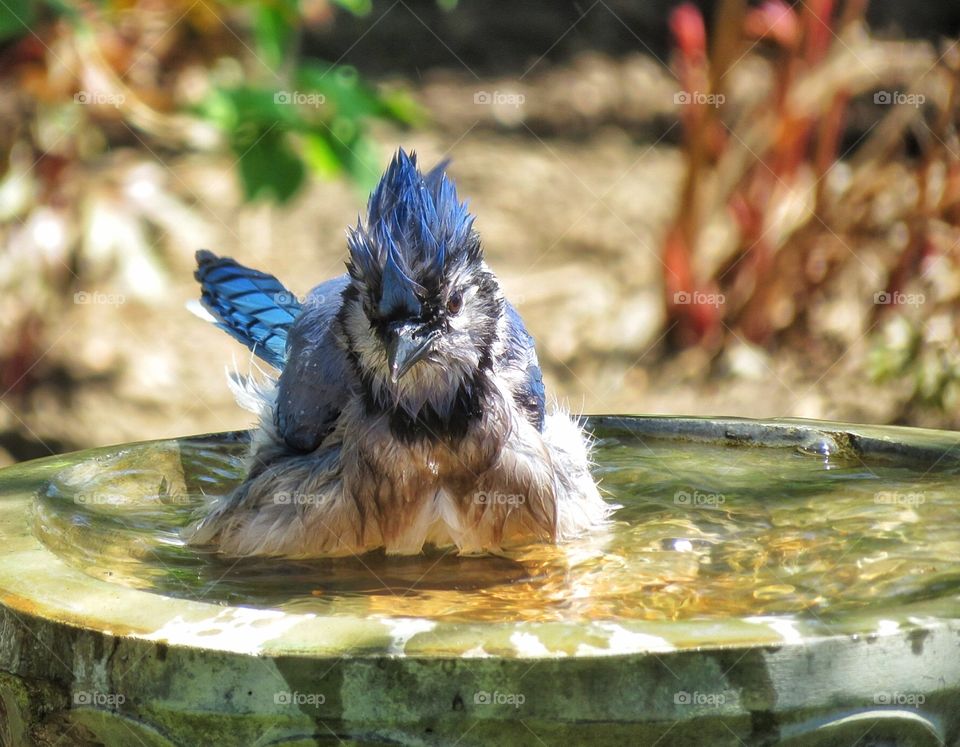 Blue Jay bathing in my back yard