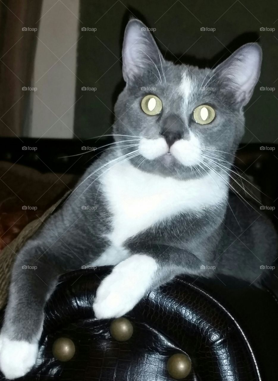 Squirrel. Never claws on the leather