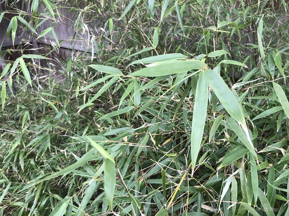 Bamboo fargesia rufa 