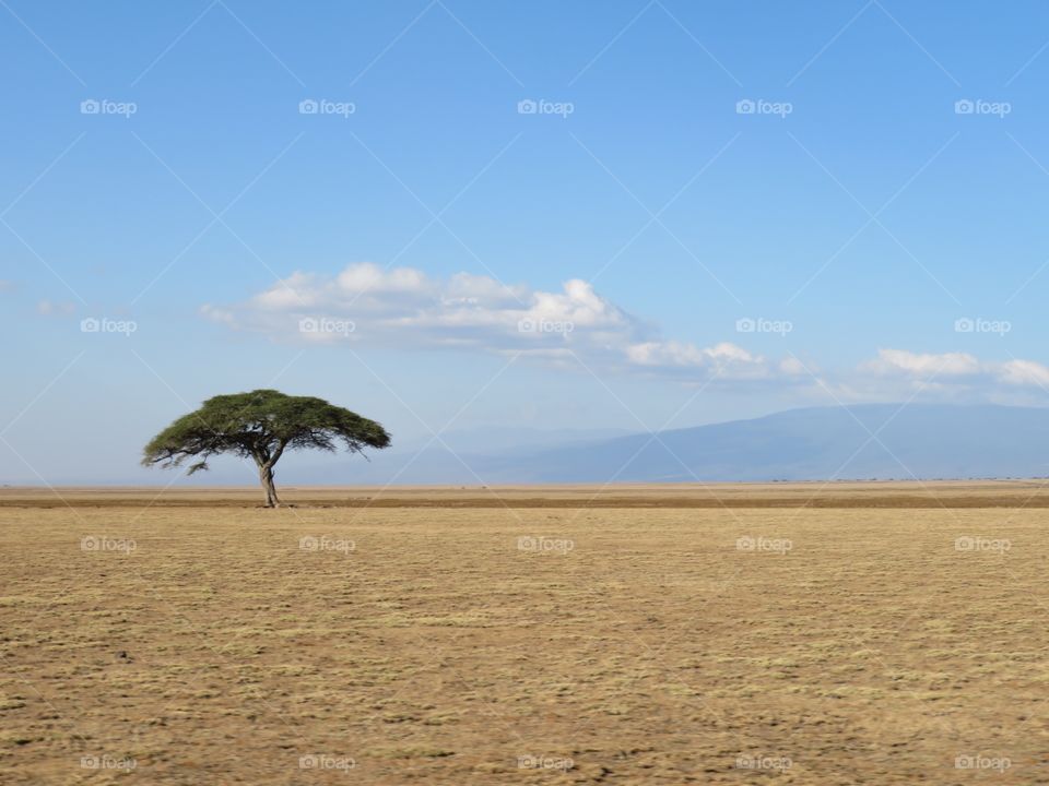 Single tree on the Serengeti 
