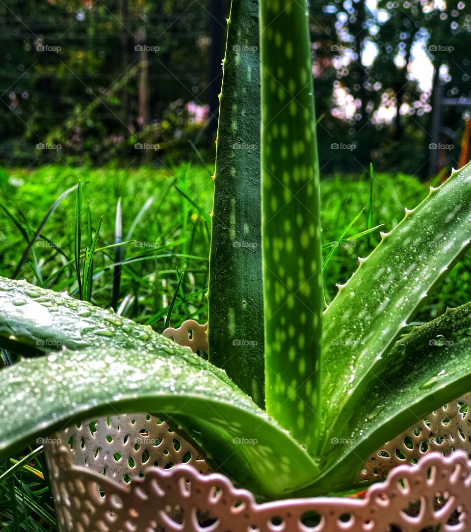 Aloe 